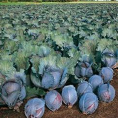 РОКСИ F1 семена капусты краснокочанной (Seminis | Alexagro)