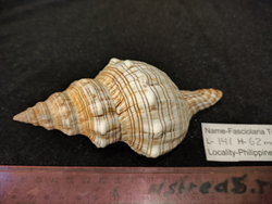 Фасциолария трапезиум 130мм-150-175мм