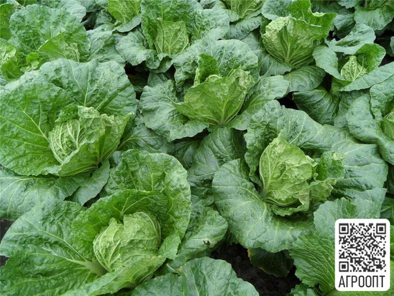 Базуко F1 семена капусты пекинской (Bejo / Бейо) продукт – фото 2