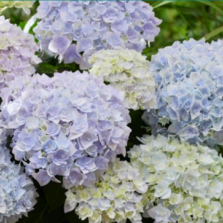 Доппио Азурро «DOPPIO AZZURRO» р12 Европа 2026 г