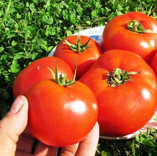 Помидоры Кэмпбеллс 146