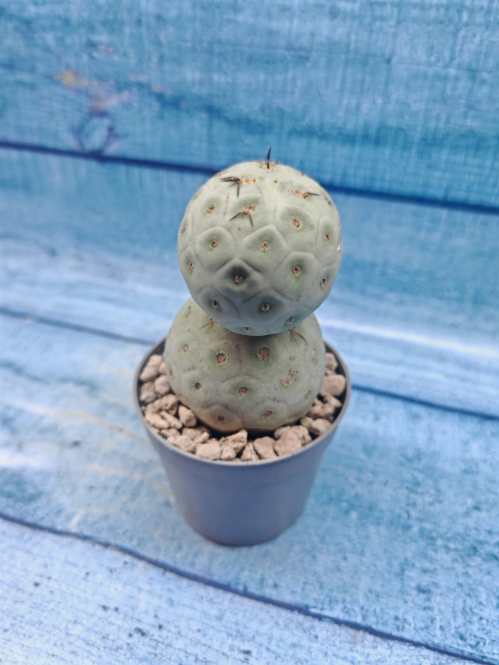 Tephrocactus Geometricus (Тефрокактус)