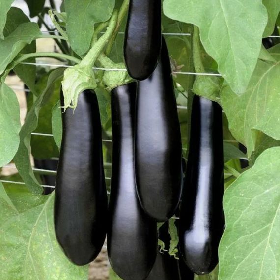 КАРАТАЯ F1 семена баклажана Vilmorin купить