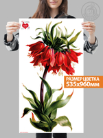 Наклейка декоративная "Рябчик императорский Красный"