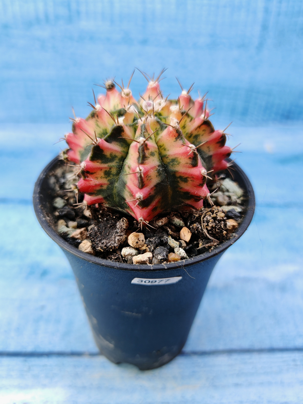 Gymnocalycium Variegata (Гимнокалициум Вариегатный)