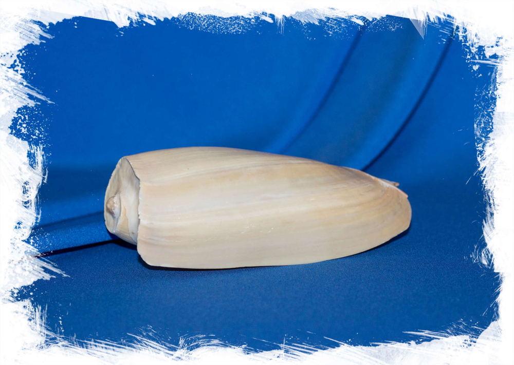 Цимбиум глянс, Cymbium glans