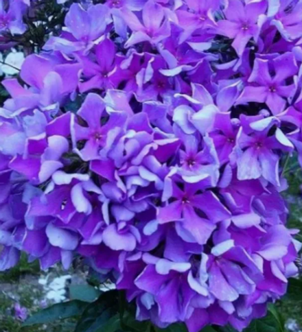 Флокс метельчатый Вечерняя песня рассада ОКС