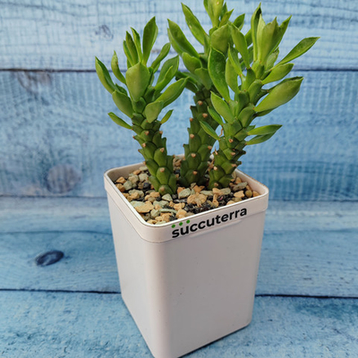 Monadenium Stapelioides (Монадениум)