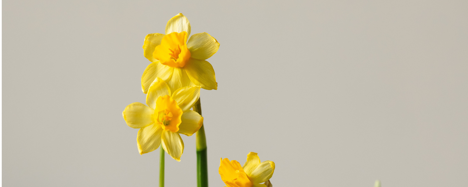 Весну в каждый дом