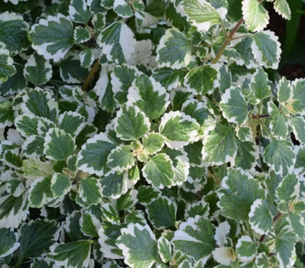 Плектрантус вариегатный 5 срезов неукорененные черенки