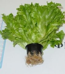 ФРИЛЛИС семена салата (Seminis | Alexagro)