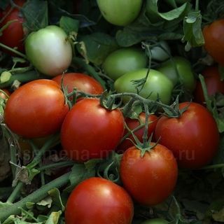 Томат Намиб F1 1000 (семян)