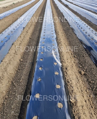 Пленка мульчирующая