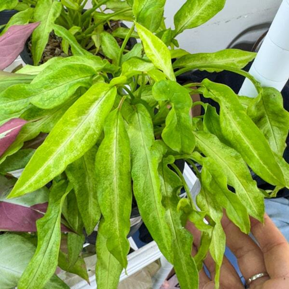 Сингониум RIBBON LEMON