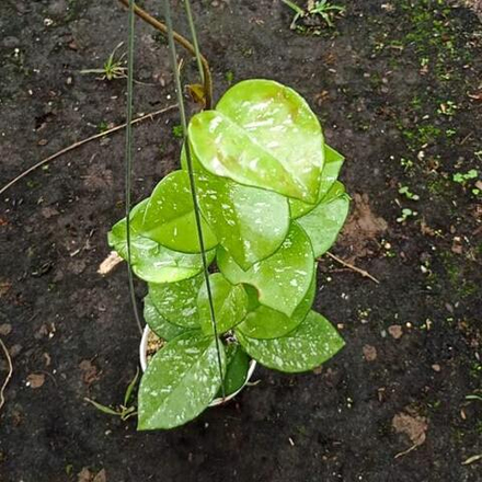 Хойя CARNOSA FRECKLES