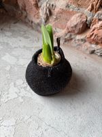 Амариллис луковица - цвет черный блеск в ткани