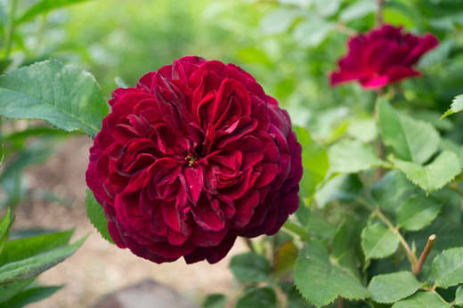 Роза Бисэнтэнер дэ Гийо Закупка М16 июнь 2026