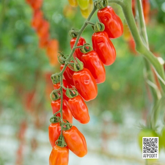 Идолини F1 семена томата индетерминантного (Rijk Zwaan / Райк Цваан) в поле – фото 6