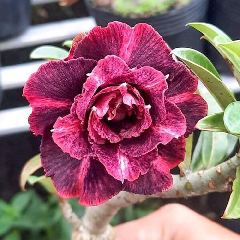 Адениум обесум 314 Kim Ngọc 10