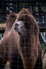Праздник в стиле Гжель