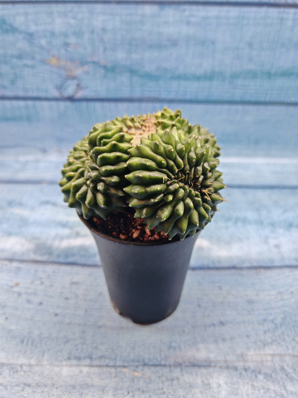 Gymnocalycium Spineless Crested form (Гимнокалициум Кристатный)