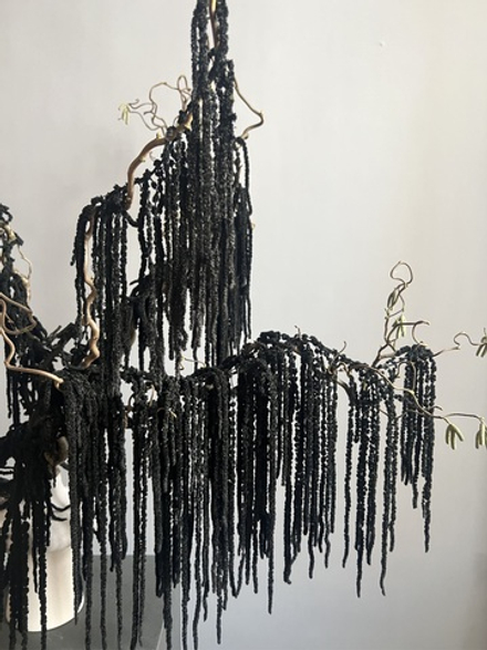 Амарант стабилизированный черный