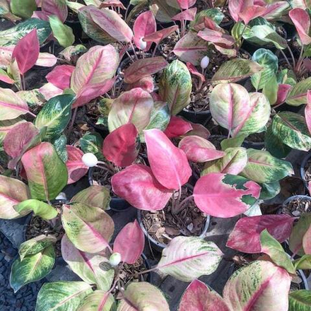 Аглаонема MISS WORLD