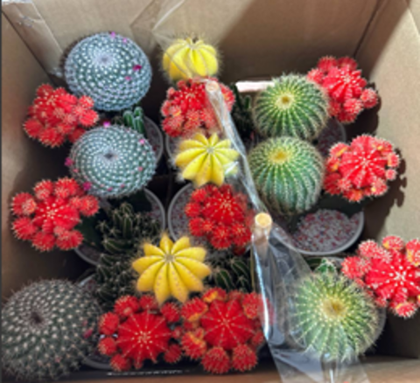 Кактус Echinopsis д. 11