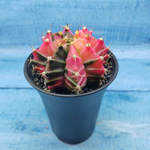 Gymnocalycium Variegata (Гимнокалициум Вариегатный)