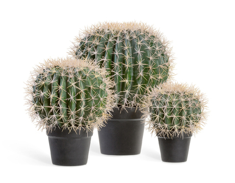 Кактус Баррель