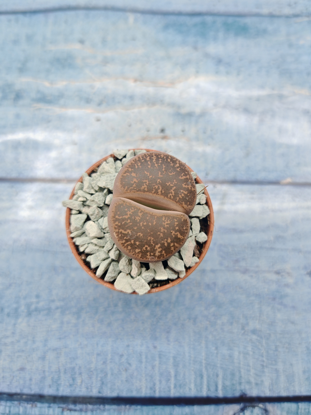 Lithops sp. (Литопсы)