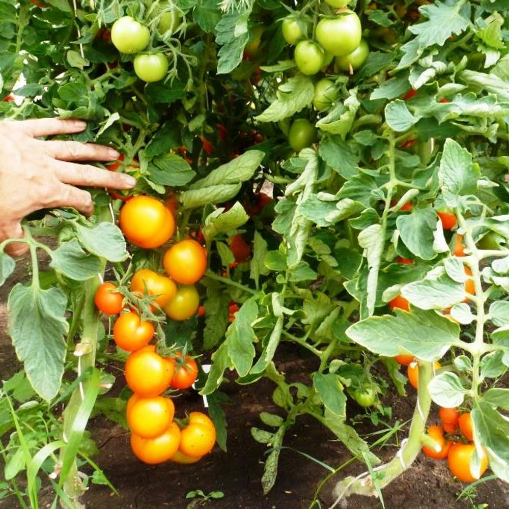 Помидоры - Zlatava - Златава