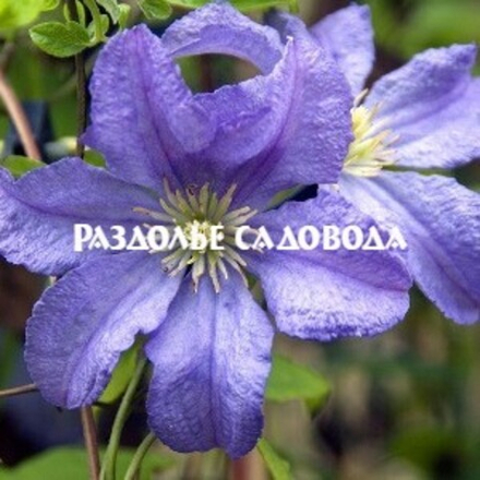Клематис крупноцветковый Принц Чарльз
