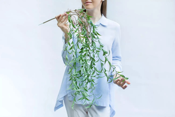 Ива вавилонская