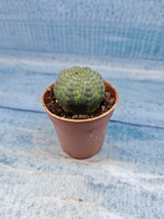 Euphoria Obesa (Эуфорбия)