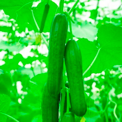 Нахи F1 семена огурца (Sakata / Саката)