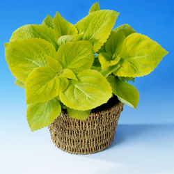 Колеус Блюме Джиант Эксибишен Лаймлайт (50шт) Витагрин Профи