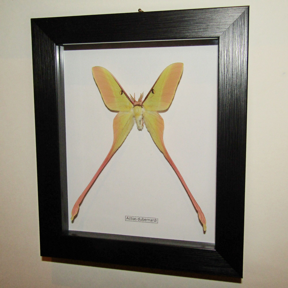 Бабочка Actias dubernardi в рамке