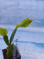 Schlumbergera cv. Floral Bouqet (Шлюмбергера)