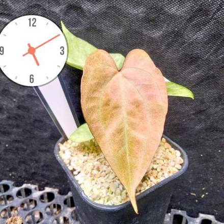 Антуриум PAPILLILAMINUM MINT PINK