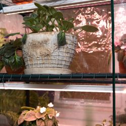 Теплица ЭРА FITO-House-5 со светильниками в комплекте 5 ярусов 1930х690х490 мм | Теплица