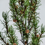 Ветка розмарина ROMERO