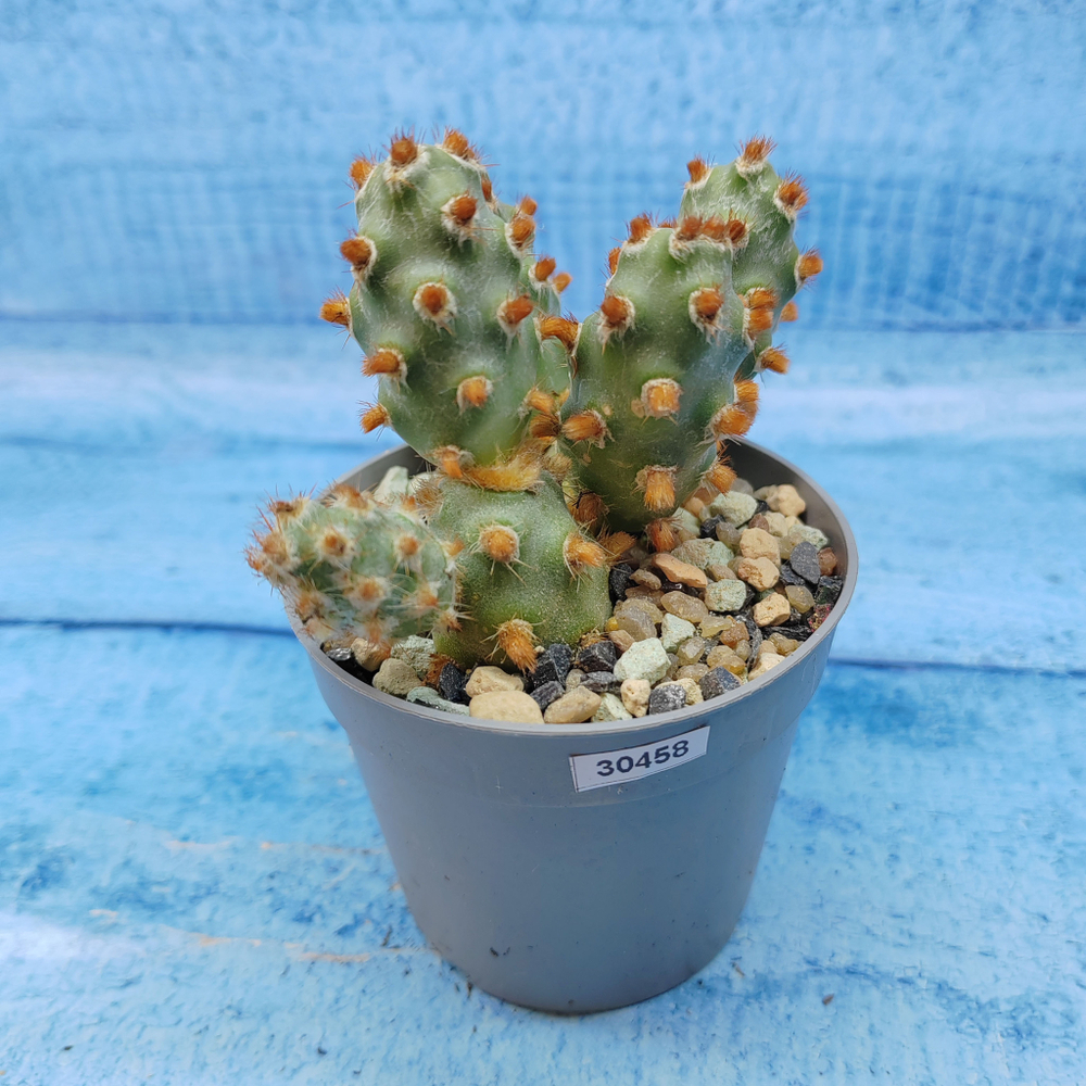 Tephrocactus Molinensis Red Glochids (Тефрокактус)
