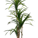 Драцена маргината 165 см.