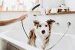 Ручной душ Hansgrohe DogShower для животных, розовый (26640560)