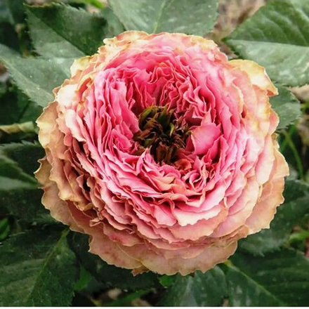 Роза Принцесса Иоши (спрей) зеленовато-розовая