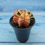 Gymnocalycium Variegata (Гимнокалициум Вариегатный)