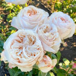 Виктория Пич (Victorian Peach)