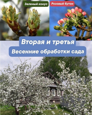Вторая и третья обработка весеннего сада