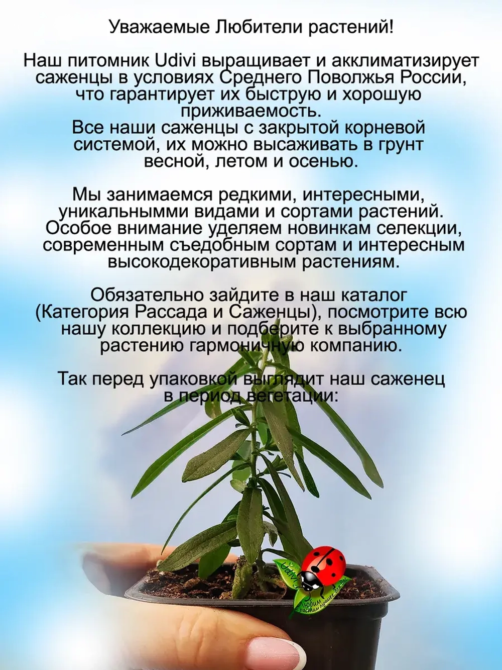 Астра вересковая Розовая звезда кустовая